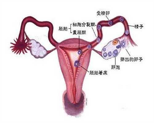 排卵期出血前一天同房会不会助孕