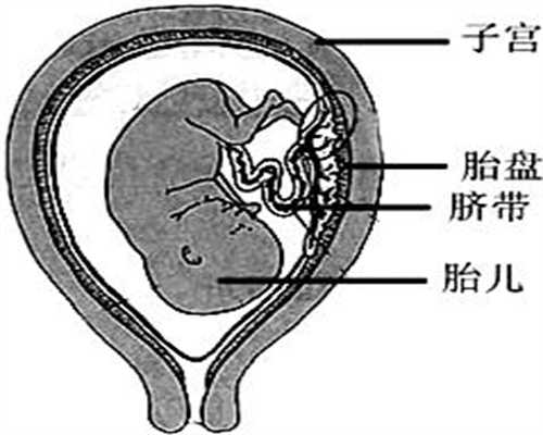 孕妇吃秋葵能补钙孕妇吃秋葵要注意什么：代孕