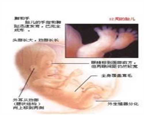 助孕7个月胎儿图1
