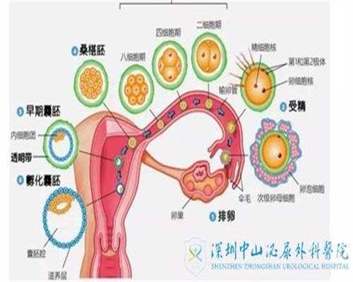 广州试管婴儿成功率排行榜,广州试管哪家医院成