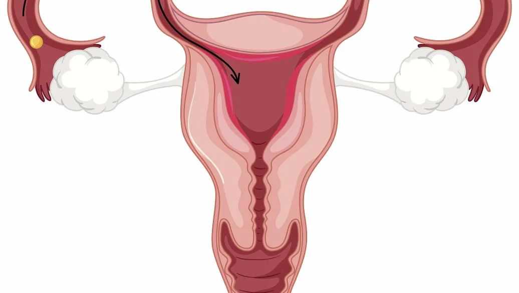 子宫内膜怎么一会厚一会薄？